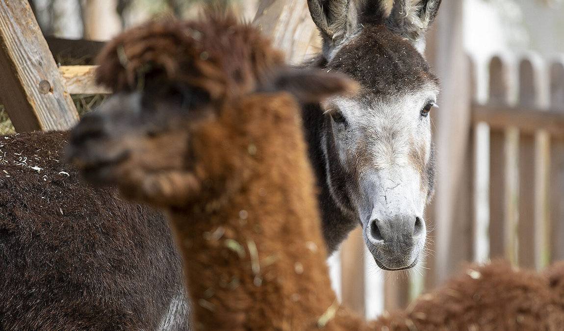 unterschwarzachhof mini farm photo 1