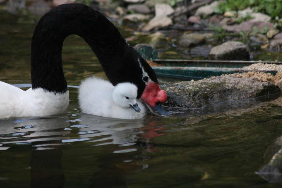 bird park walsrode photo 2