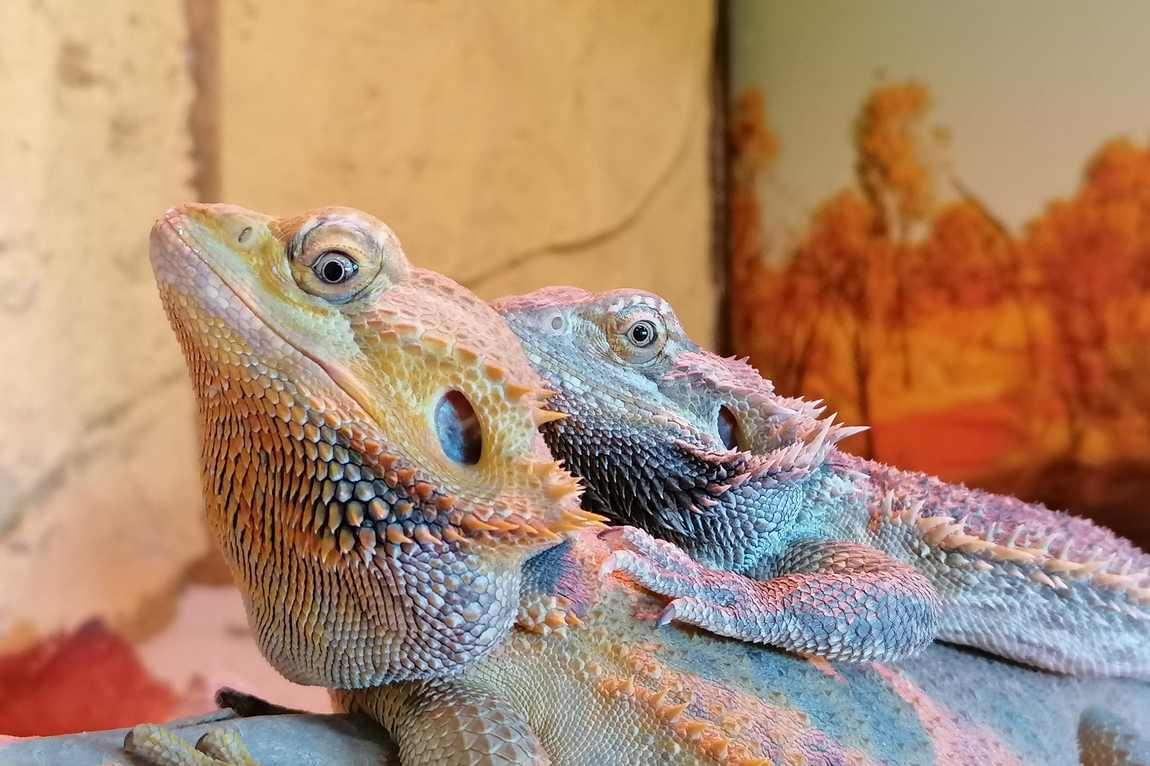 crocodile park torremolinos photo 3