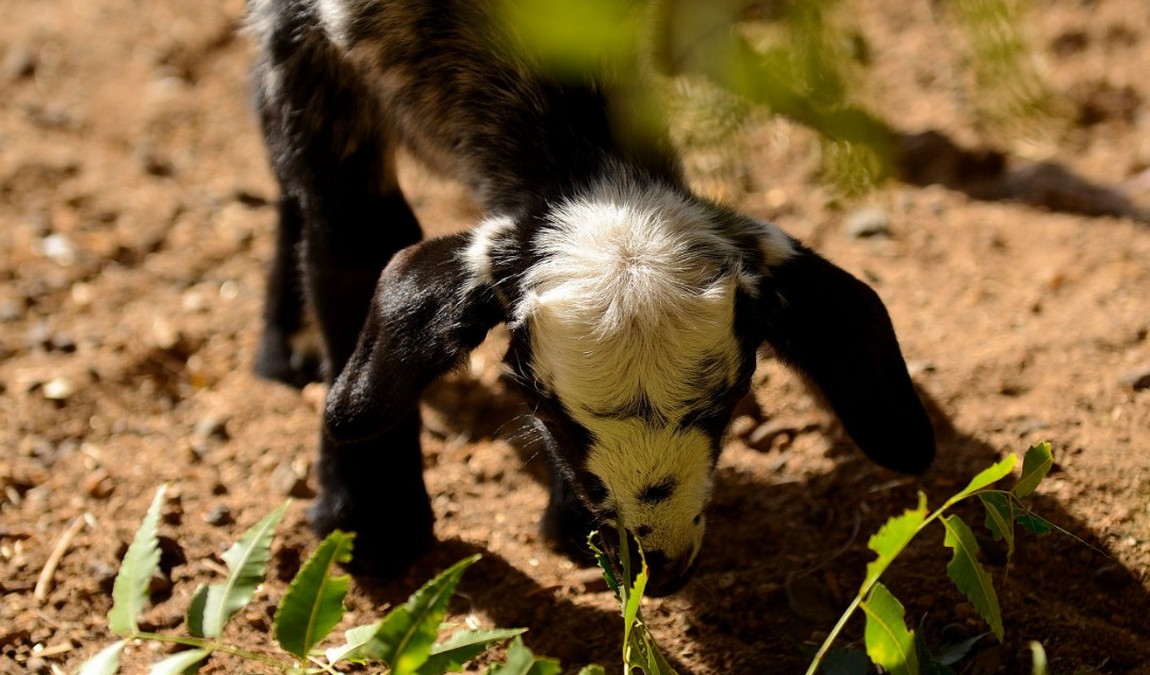 ecological farm finca el carretón photo 3