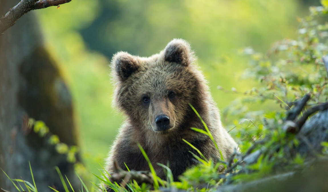 barenwald arbesbach photo 3