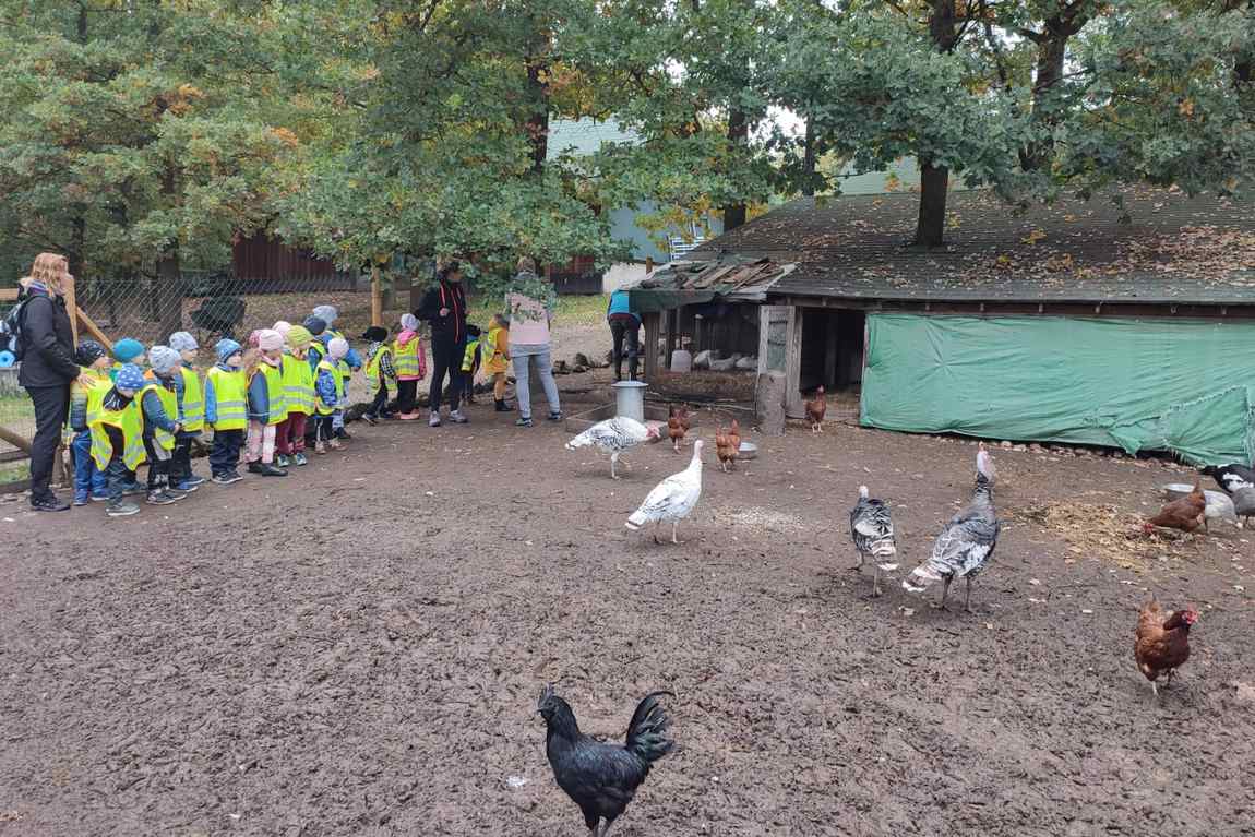 farma kozodoj photo 4