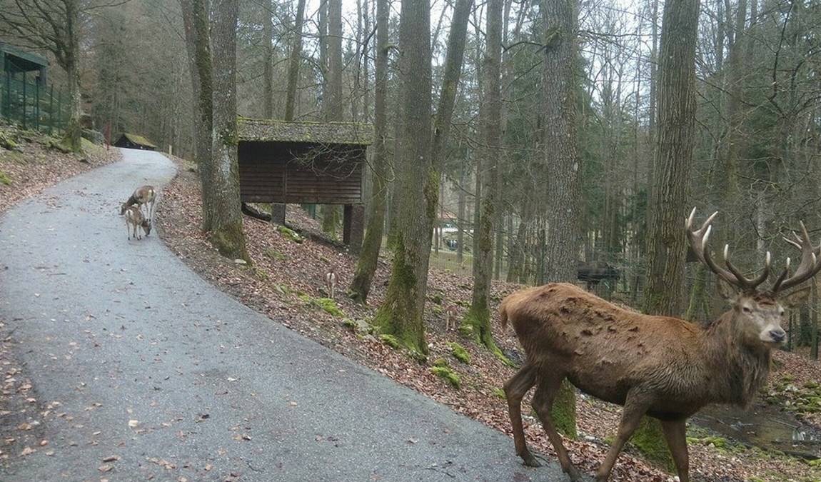 wildpark hundshaupten photo 5