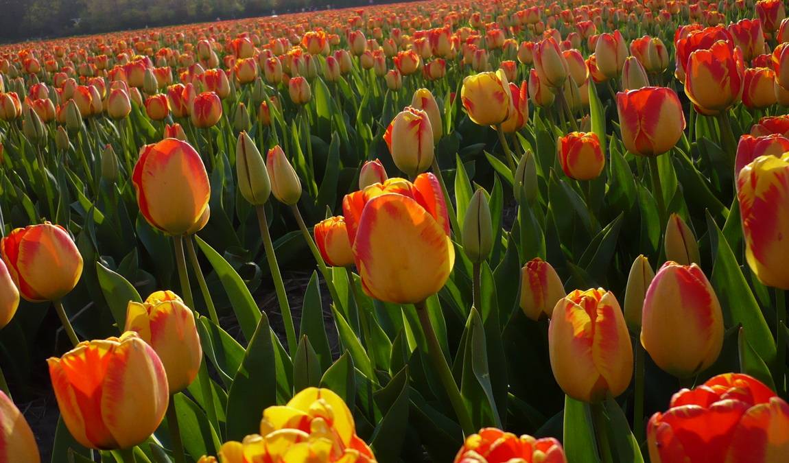 bonn botanical gardens photo 8