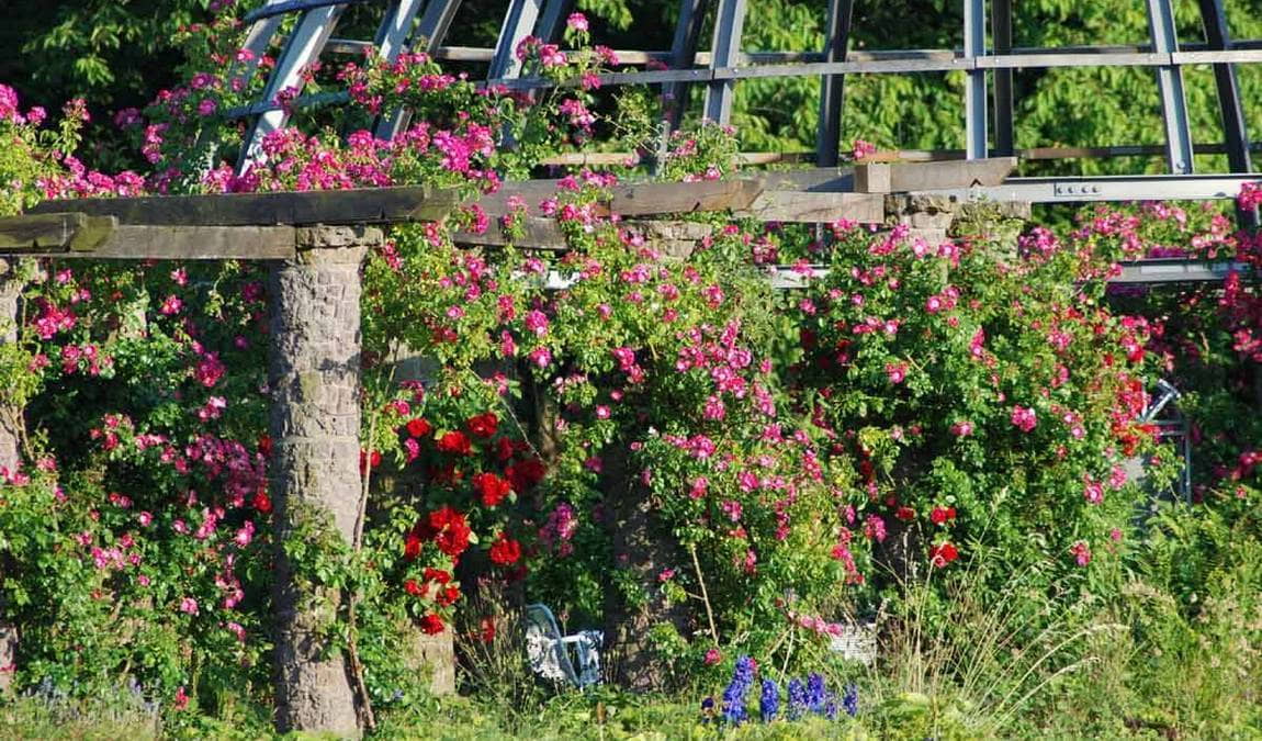 rosenhohe park photo 3