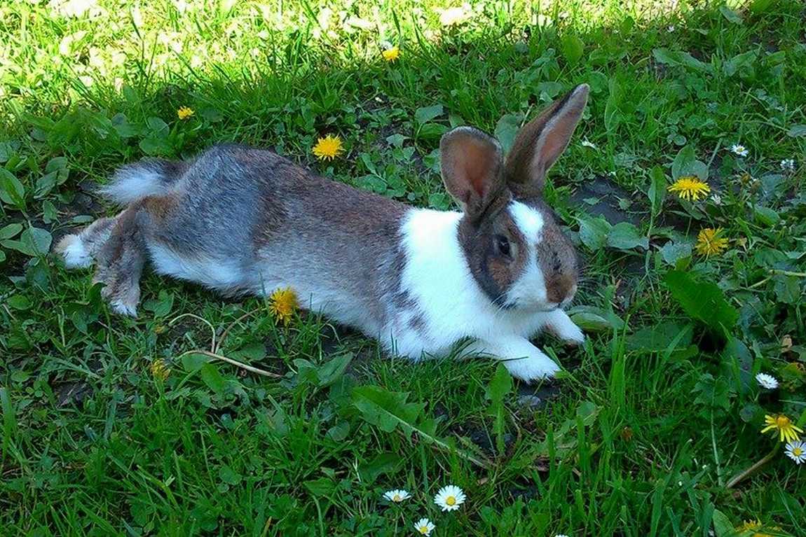 bio bauernhof tobhartbauer farm photo 4