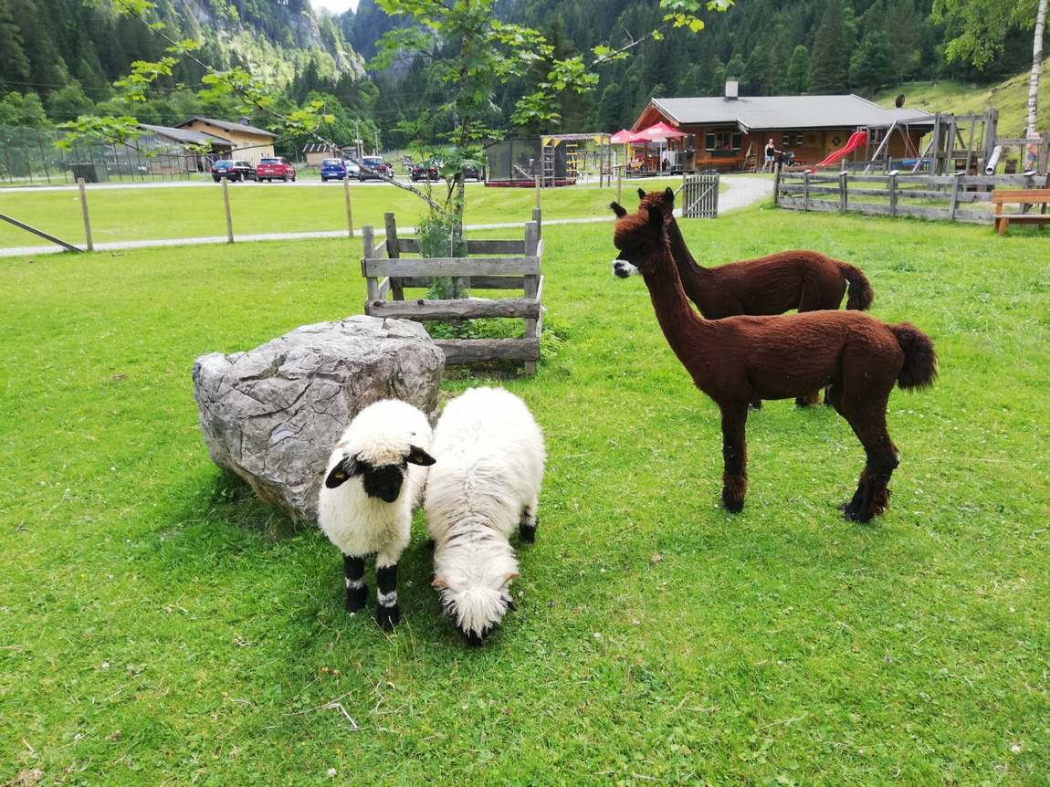 wildlife park untertauern photo 3