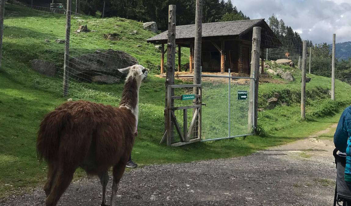 alpen wildpark feld am see photo 1