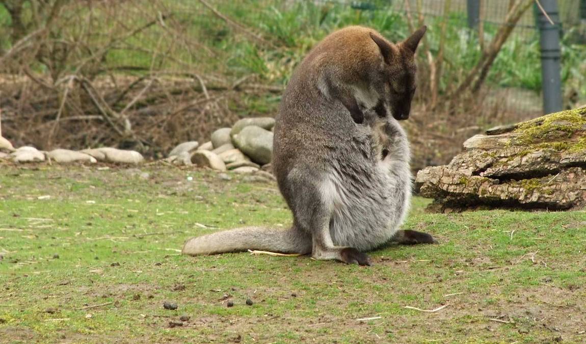 roehrensee animal park photo 9