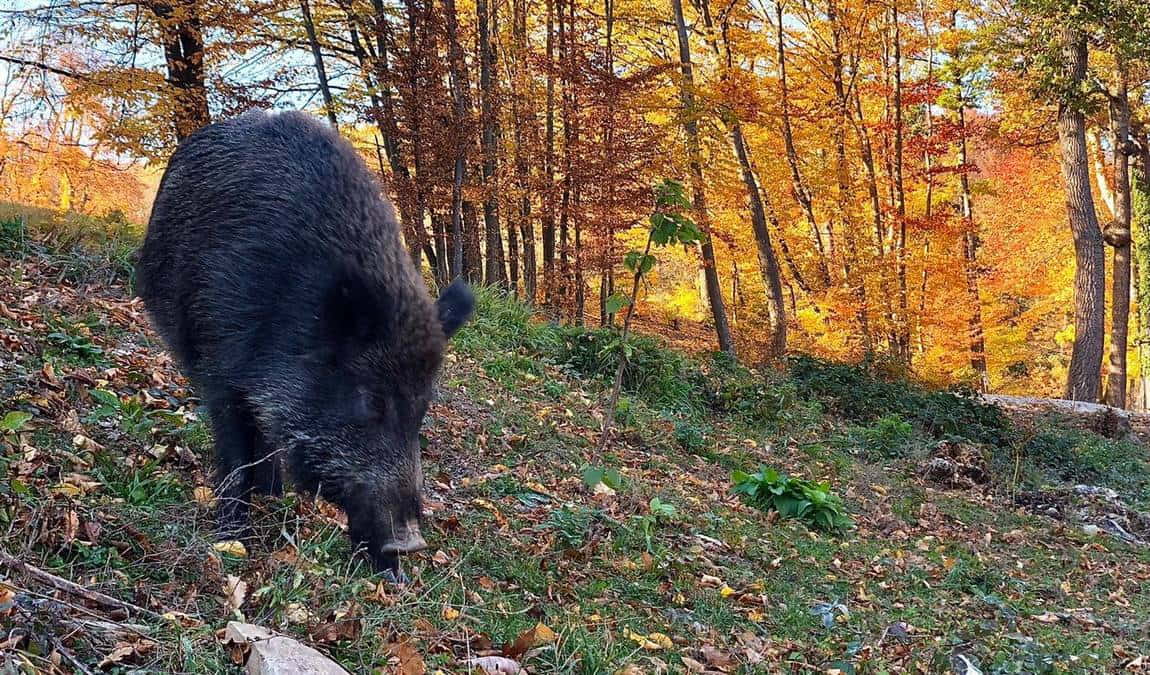 nature park sparbach photo 4