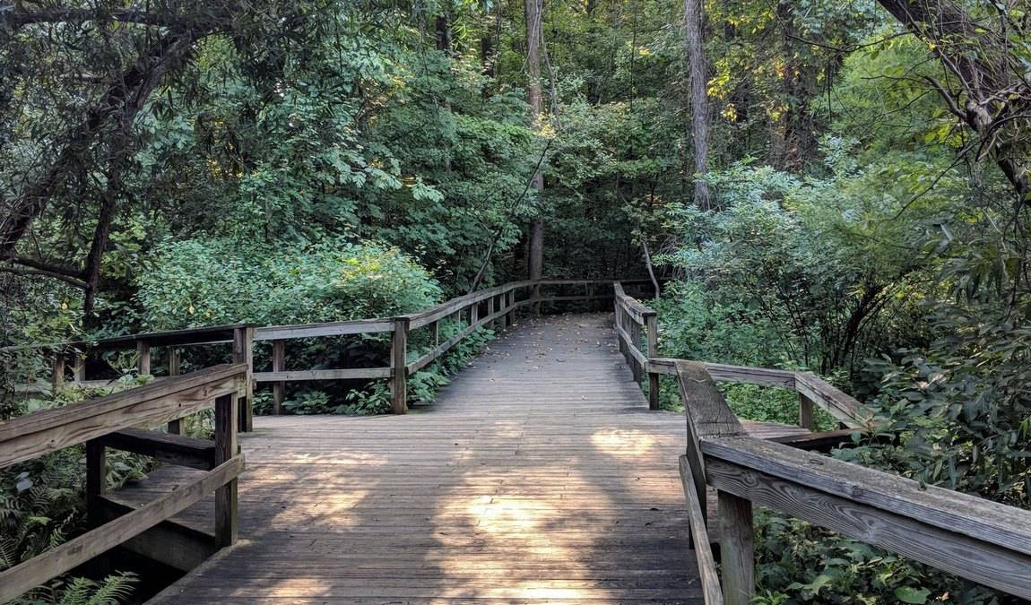 bog garden at benjamin park photo 5