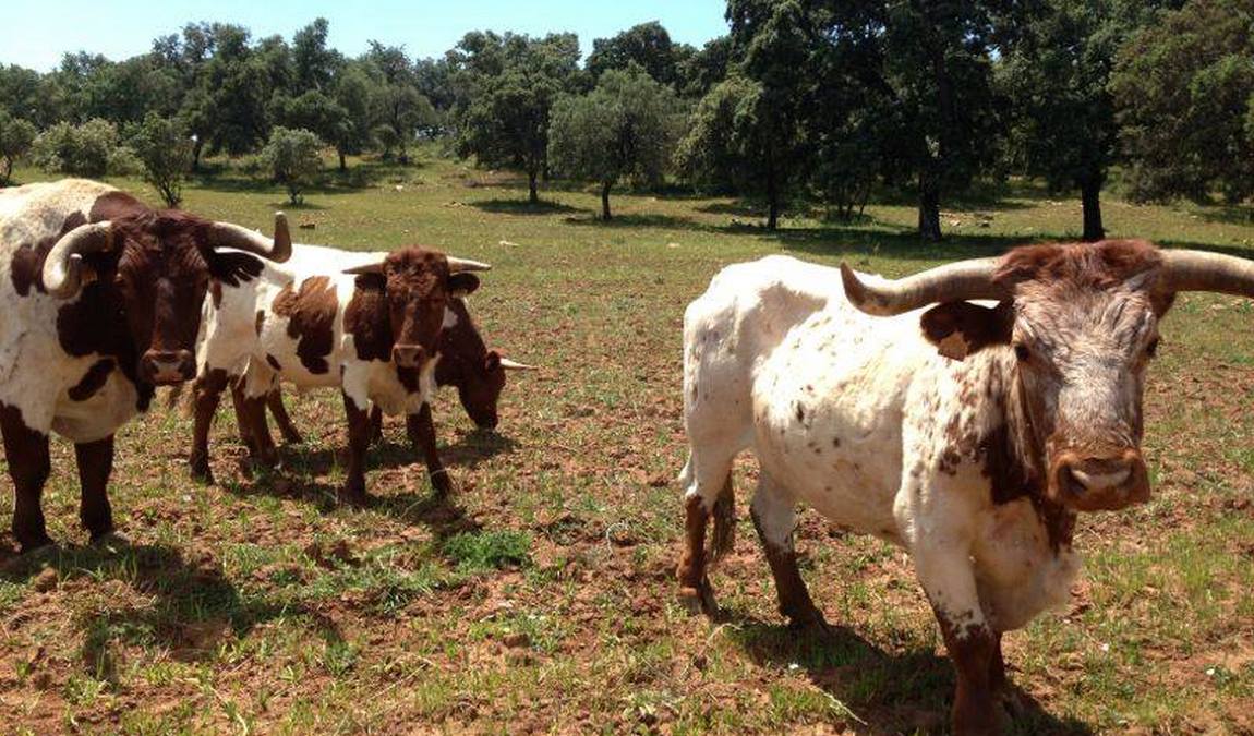 reservatauro ronda photo 5