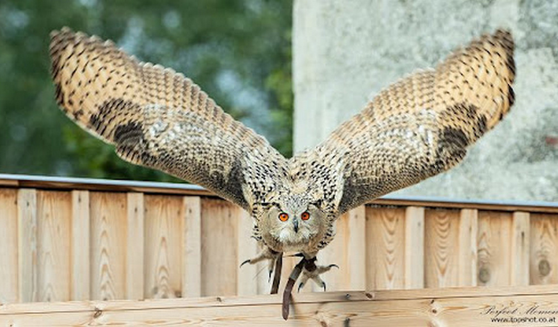 adlerwarte obernberg photo 2