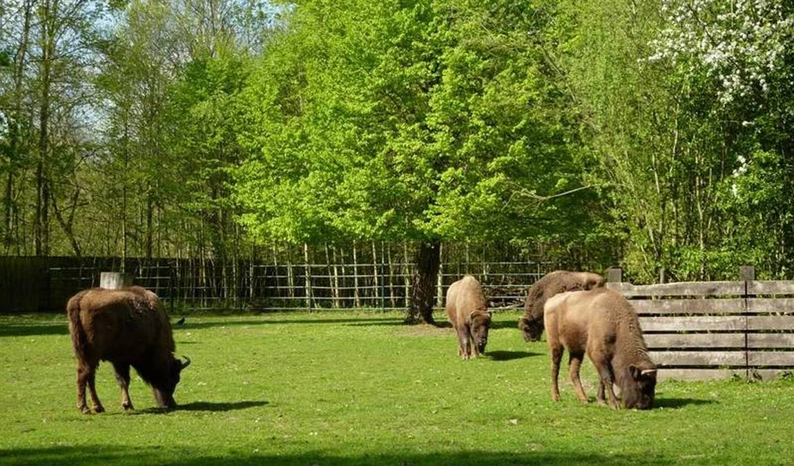  wildpark leipzig photo 3