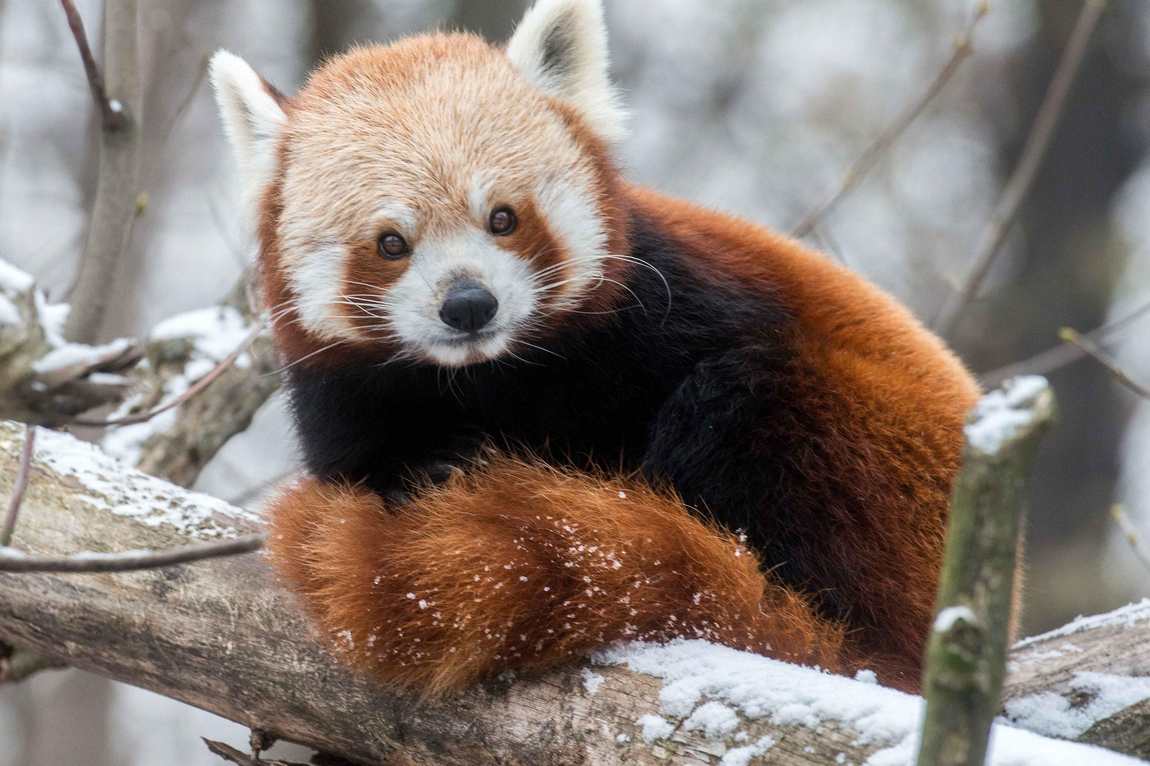 tierpark berlin friedrichsfelde photo 1