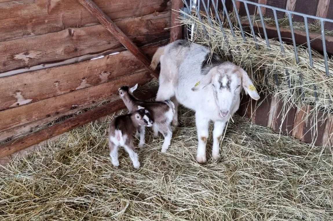 höckendorfer heide e.v. zoo photo 1