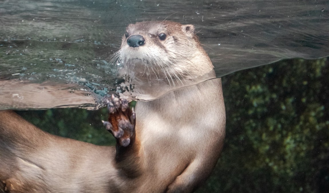 north carolina aquarium on roanoke island photo 3