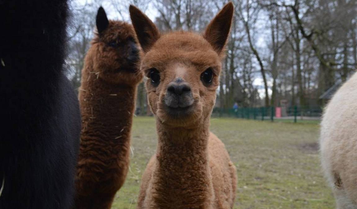 eilenburg zoo photo 5