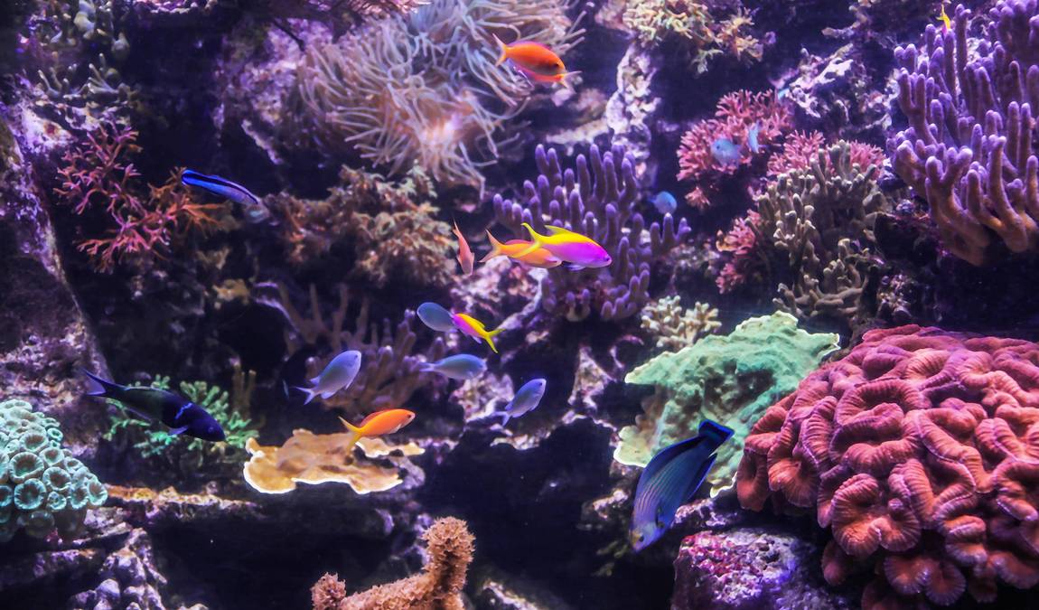 sea life hannover photo 2