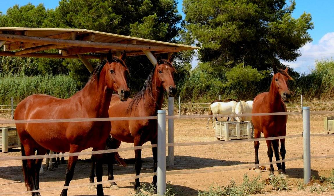 easy horse care rescue centre photo 4