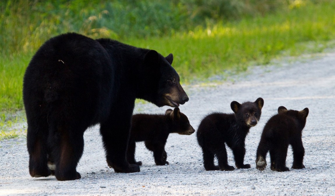 wings over water wildlife festival photo 5