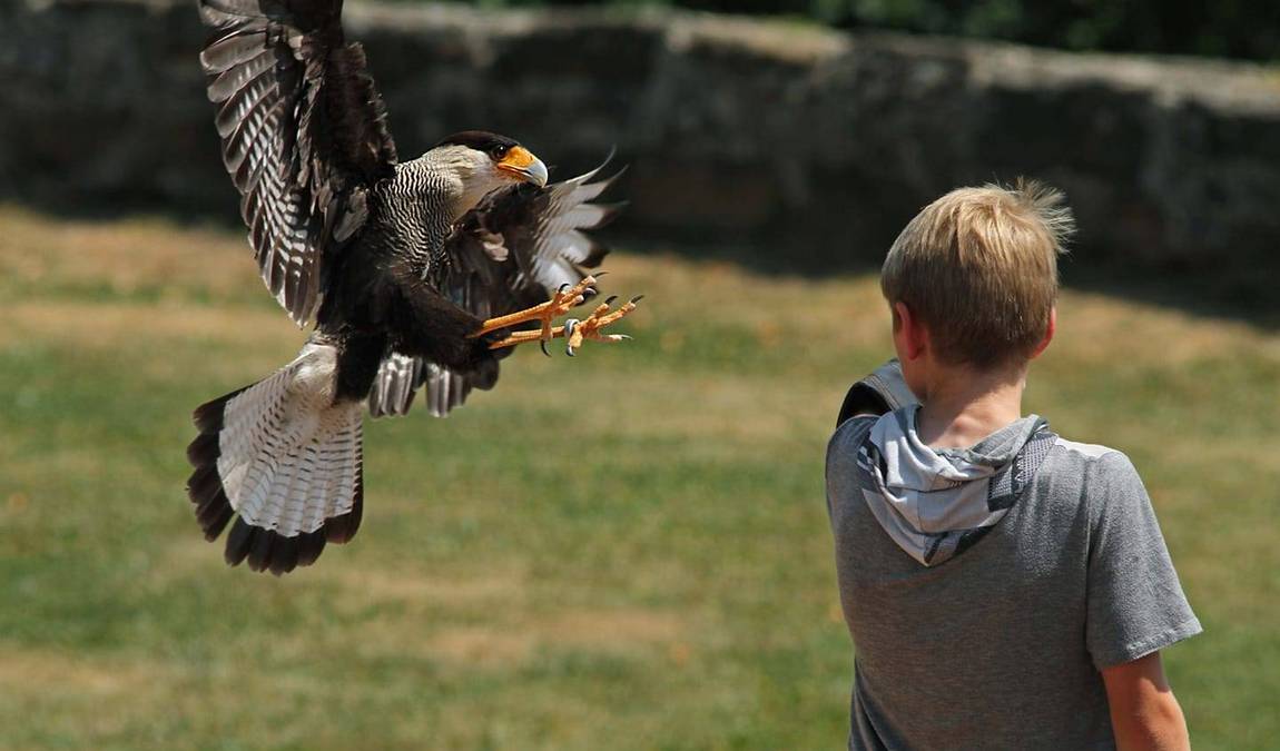greifvogelwarte riegersburg photo 3