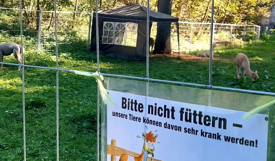 alpaka ranch in mittelfranken photo 5