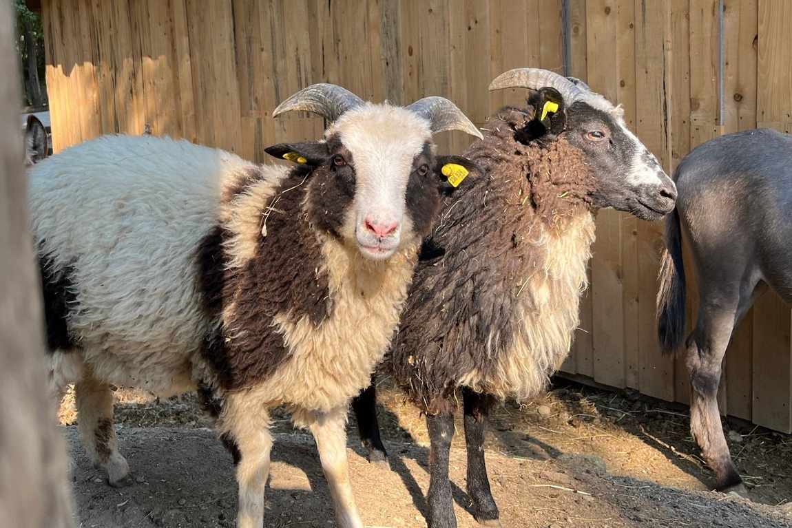 walderlebniswelt klopeiner see  photo 4