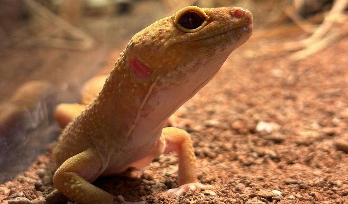 reptilien zoo forchtenstein photo 3