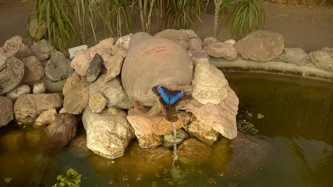 mariposario de nijar photo 2