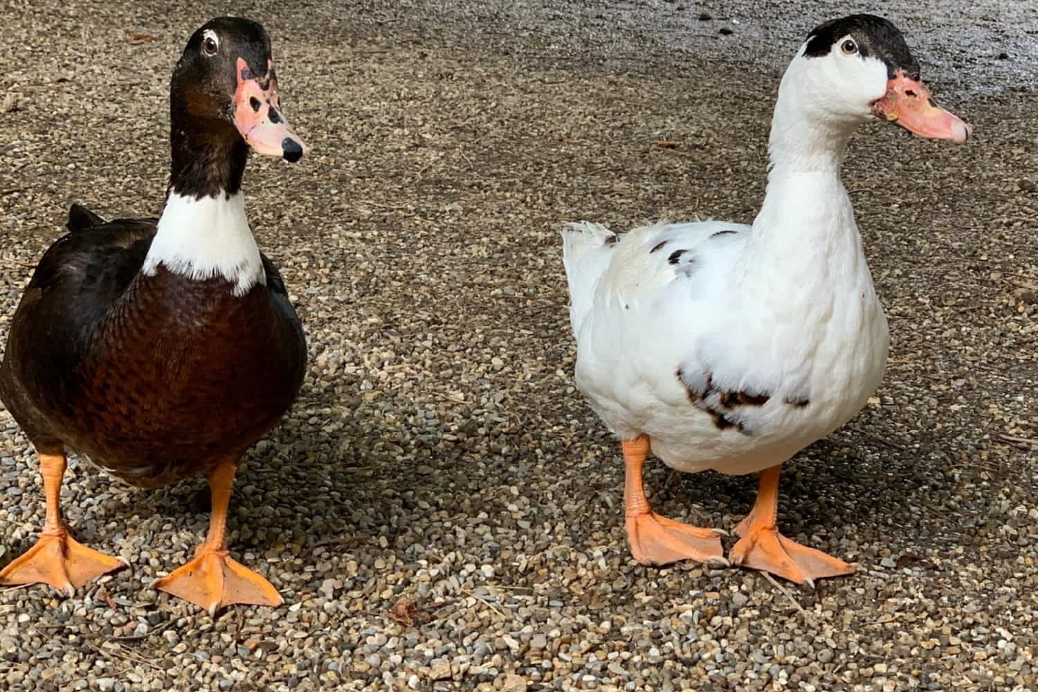 Wildpark Hundshaupten photo 1