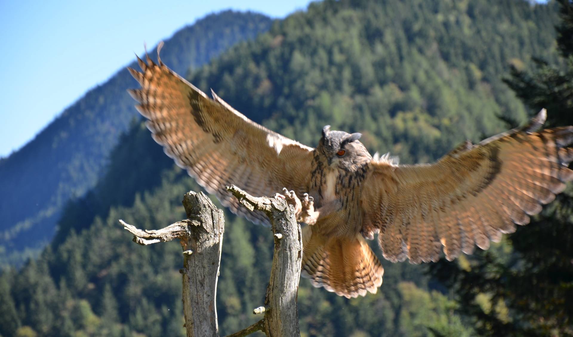 Adlergehege Obersalzberg