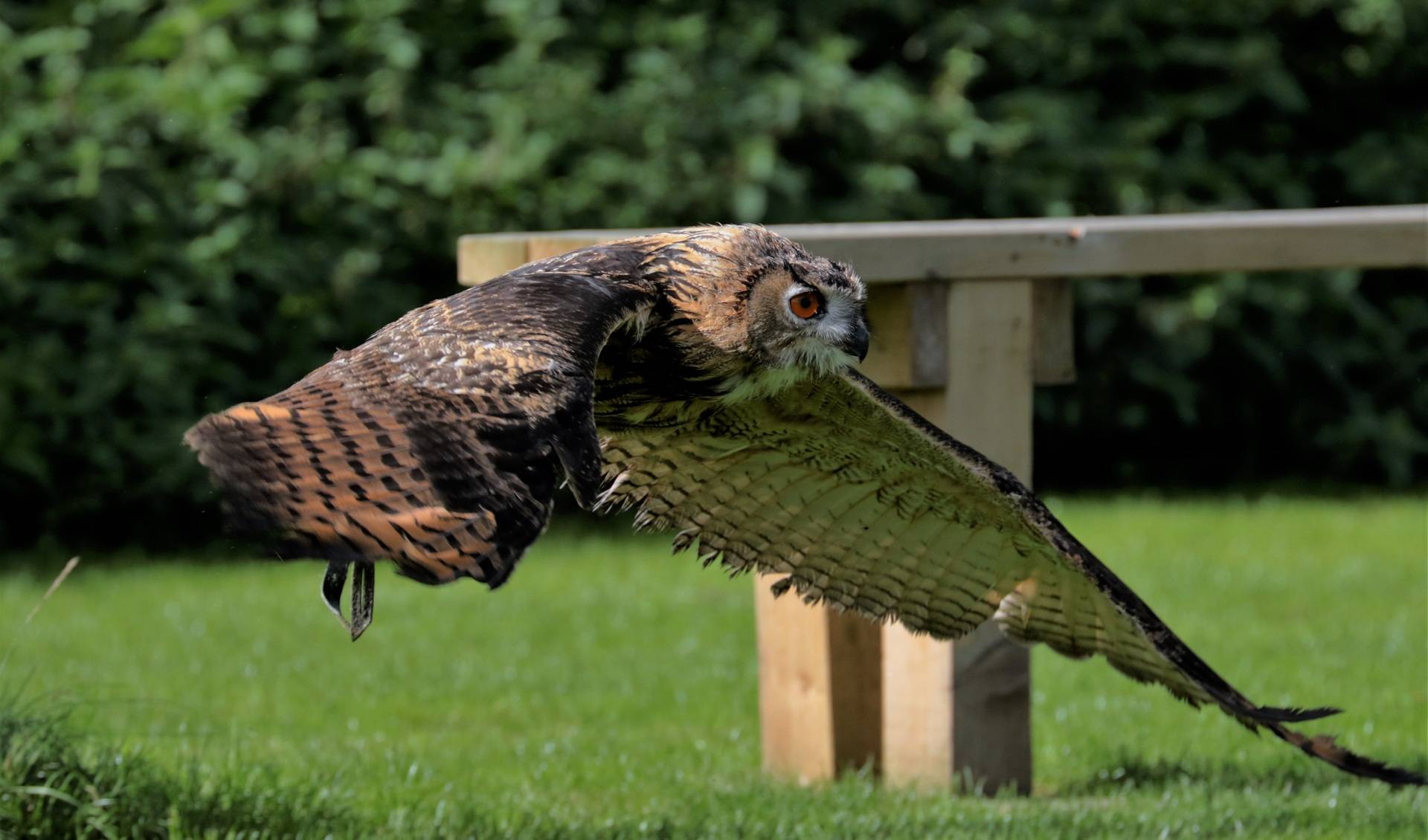 Adlerwarte Obernberg