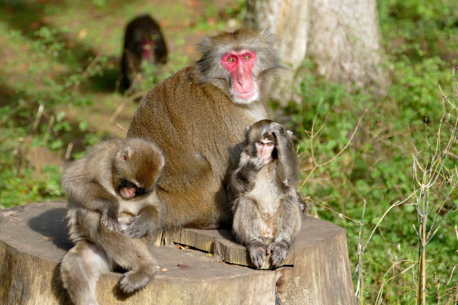 Affenberg Landskron photo 1