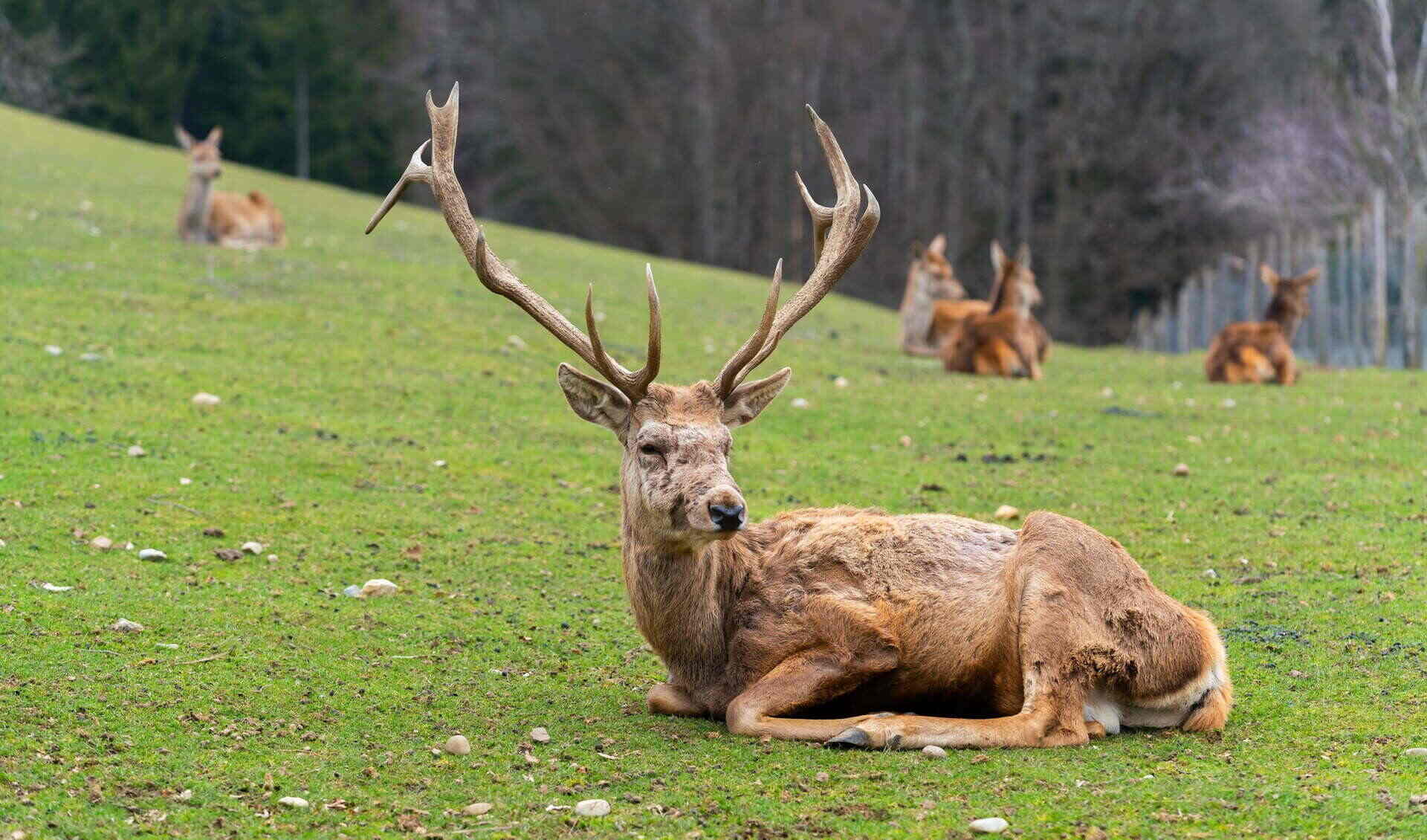 Alpen Wildpark Feld am See