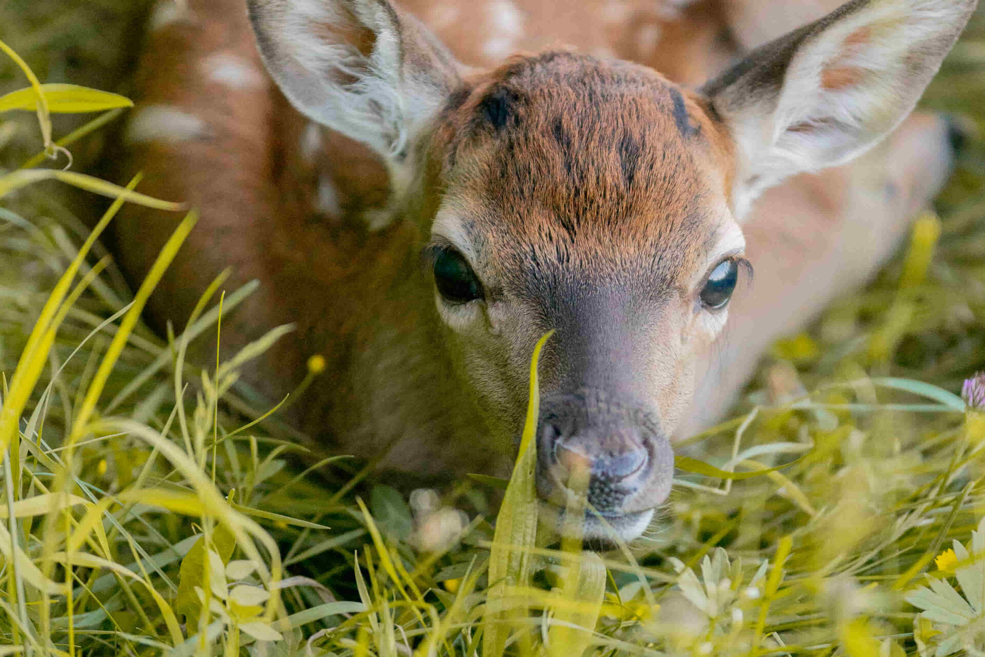Alpenwildpark Pfander