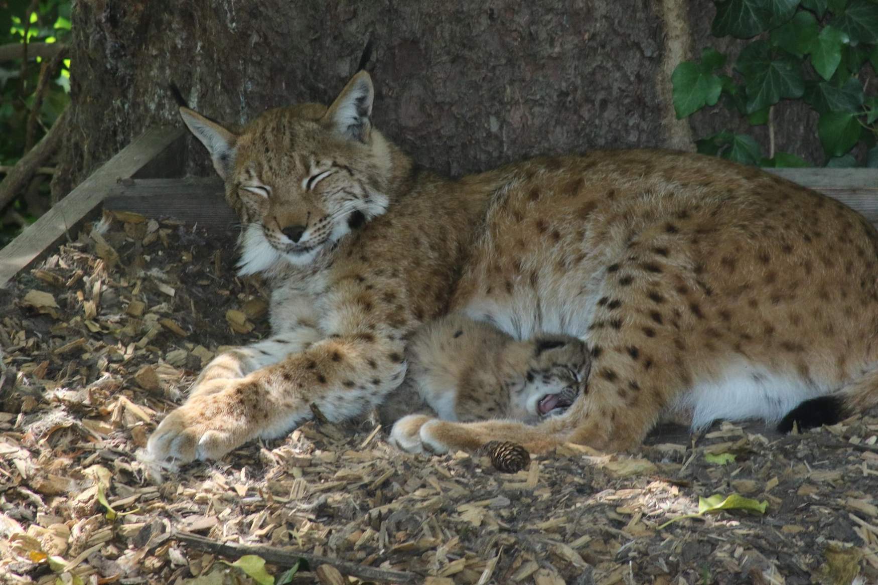 Alpenzoo Innsbruck photo 1