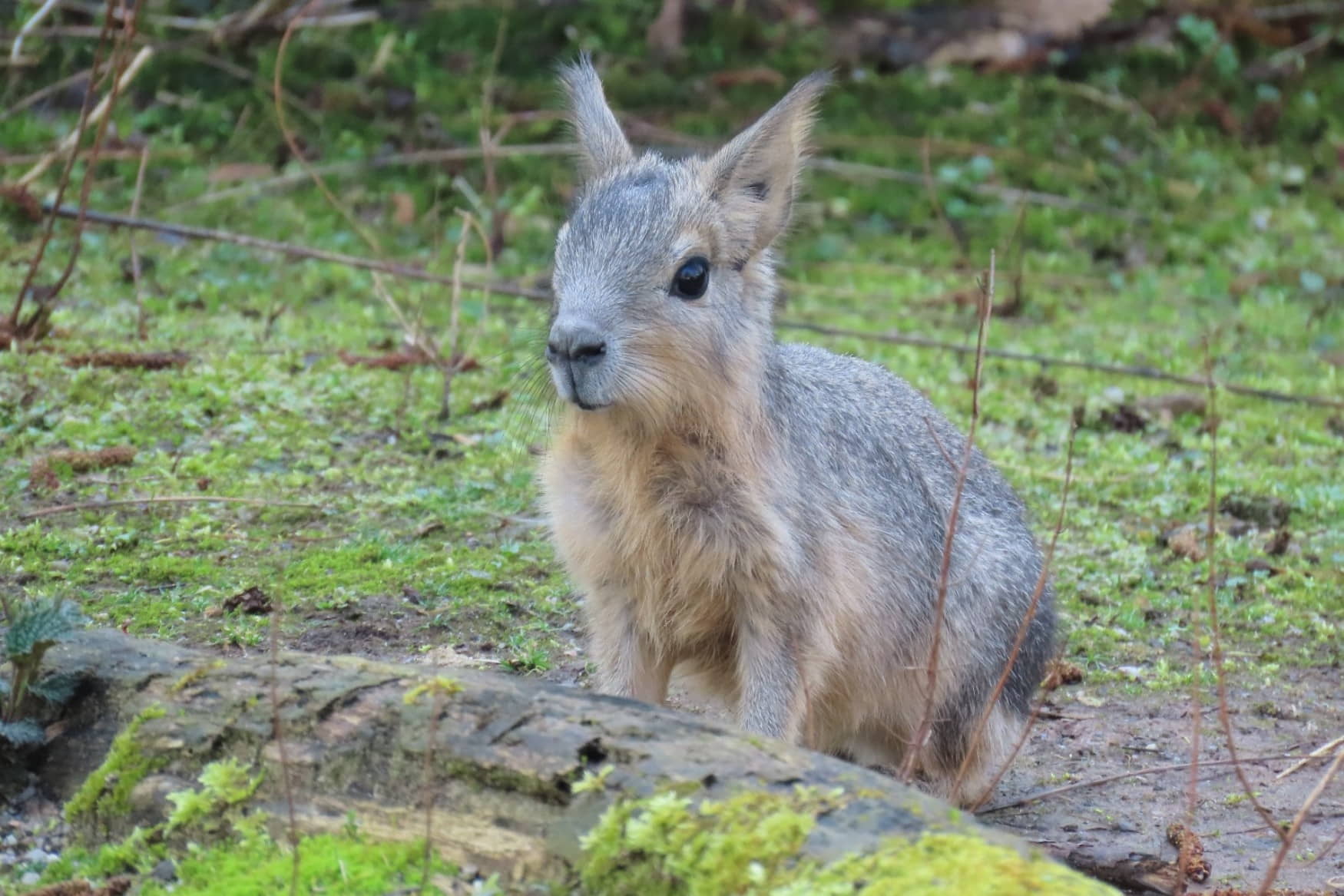 Höckendorfer Heide e.V. Zoo photo 1