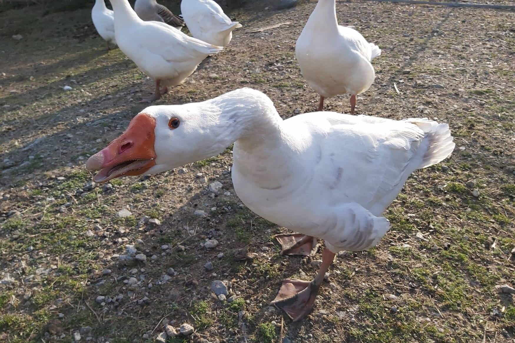 Animal Wild u. Game Park Preding photo 1