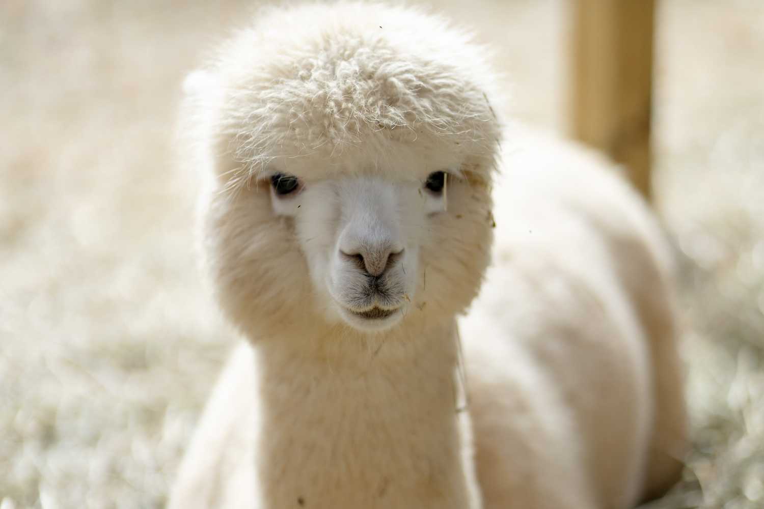 Stevens Creek Nature Preserve and Center photo 1