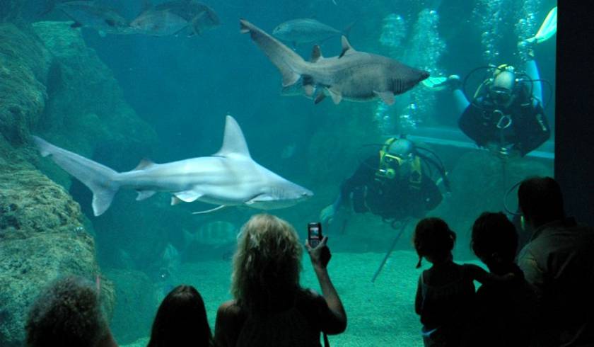 Sea Life Benalmadena photo 1