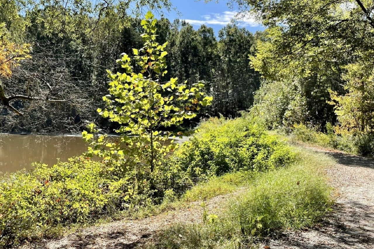 Roosevelt Wilson Park photo 1