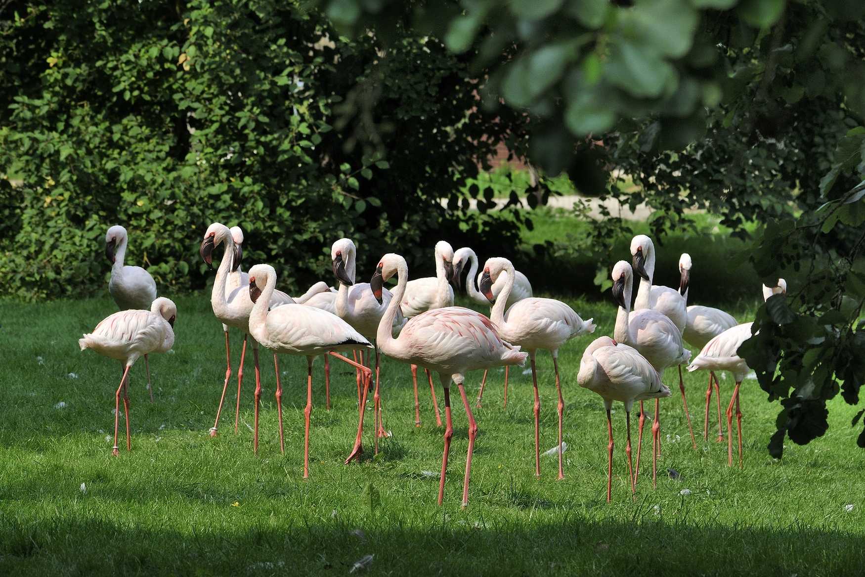 Bird Park Walsrode photo 1