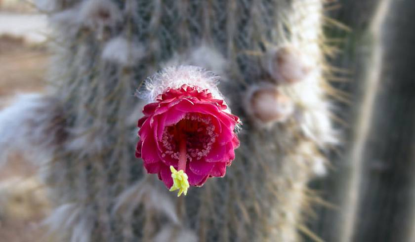 Jardines de Alfabia photo 1