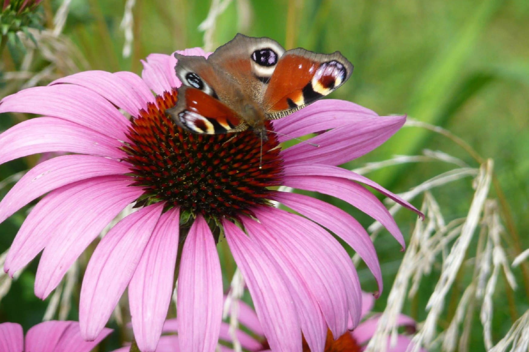 Wilhelma Zoo and Botanical Garden photo 1