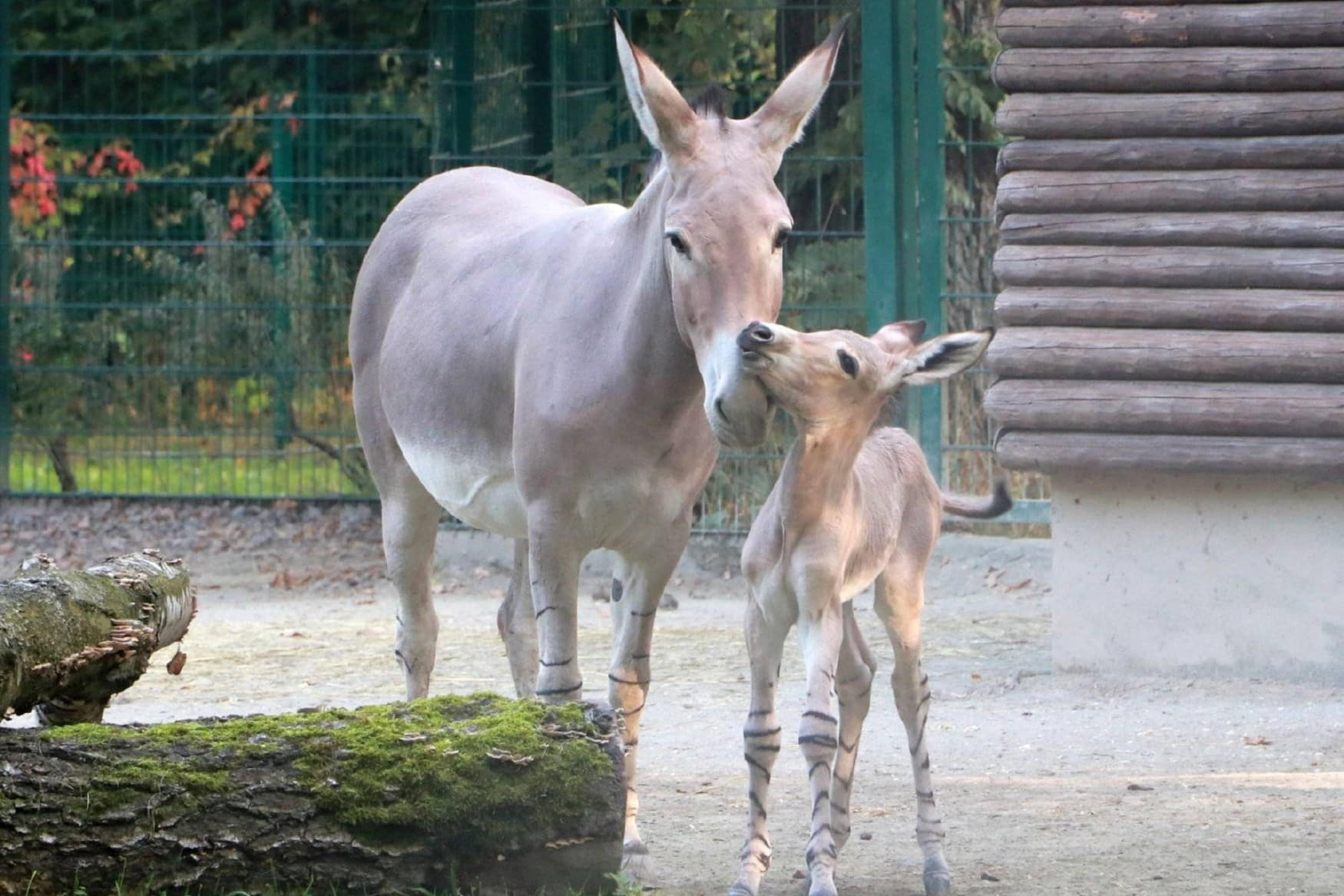 Water Castle Klaffenbach photo 1