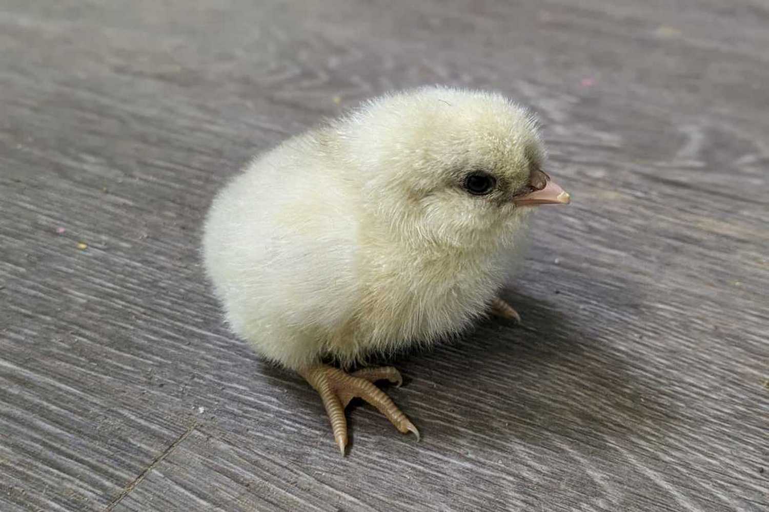 Hall Family Farm photo 1