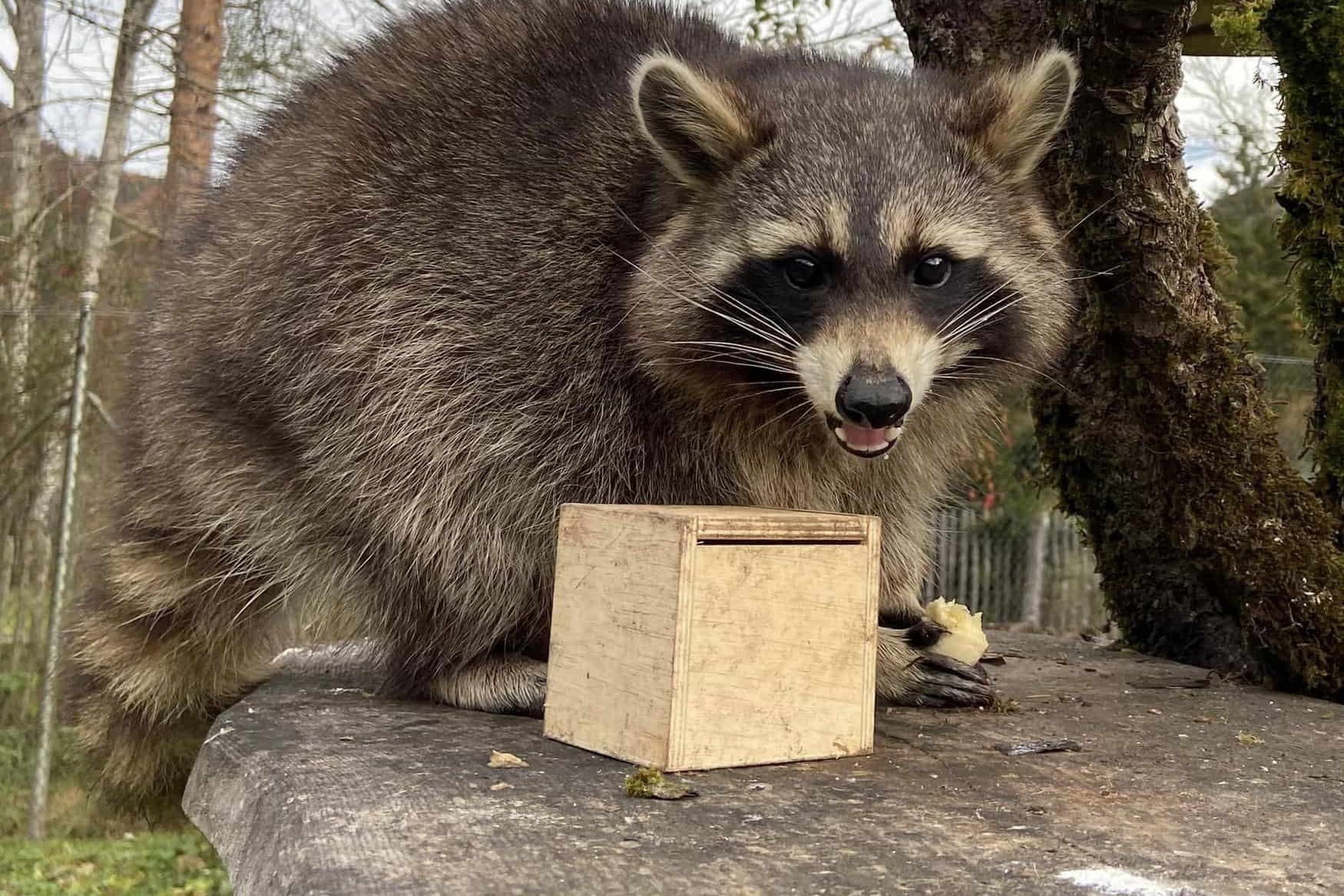 Wildpark Kleefeld photo 1