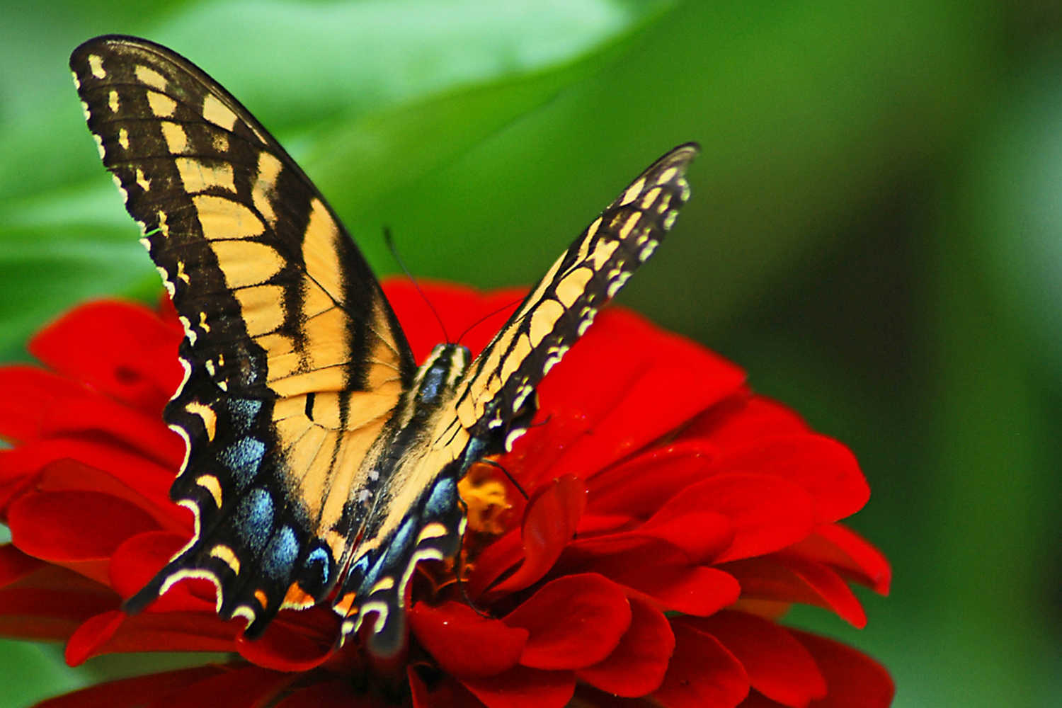 Wing Haven Gardens and Bird Sanctuary photo 1