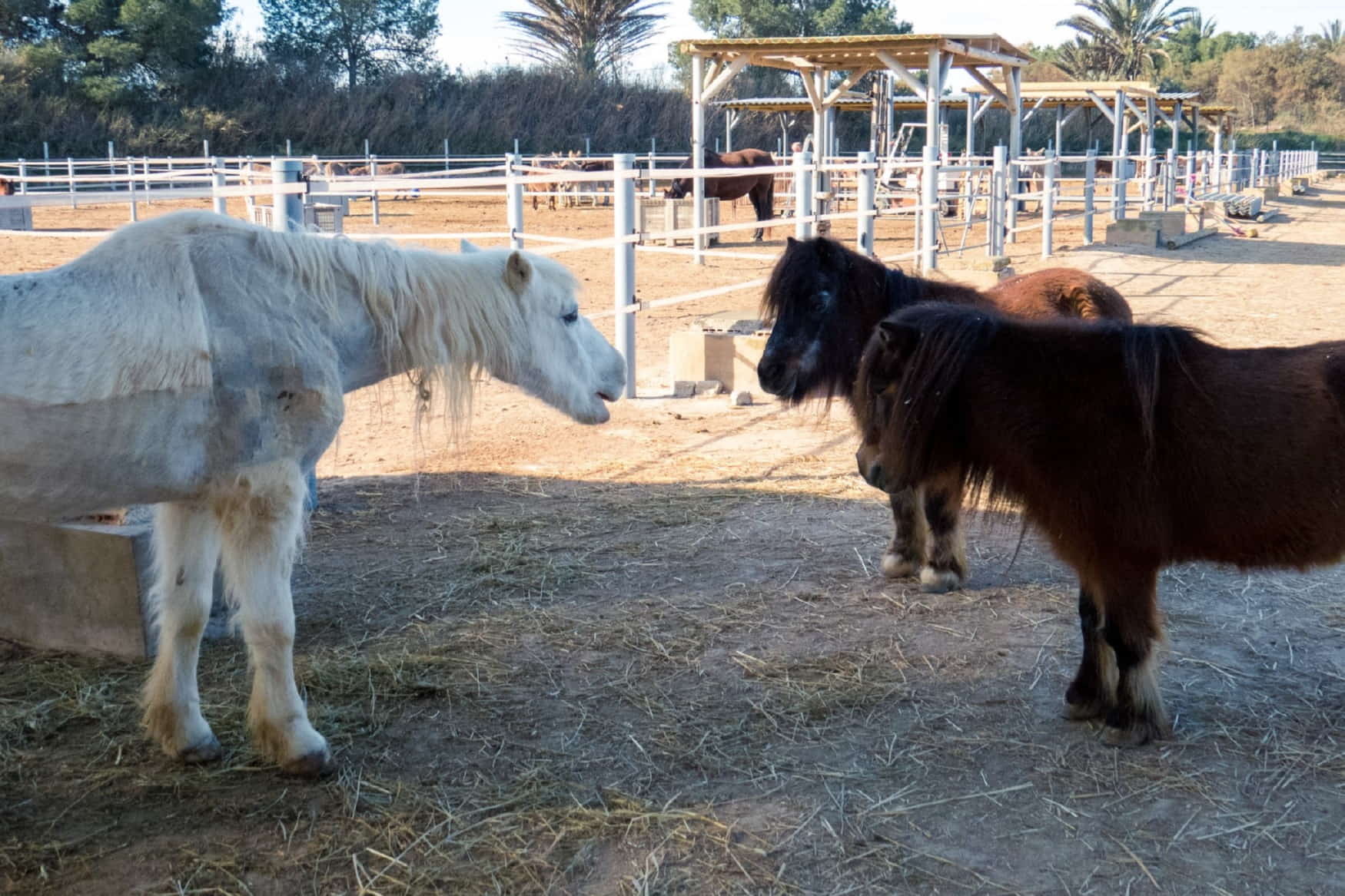 Easy Horse Care Rescue Centre photo 1